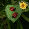Leaf with lady bugs