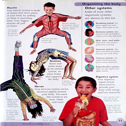 Human Body Encyclopedia