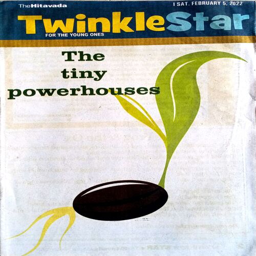 Twinkle Star (5 Feb 2022)
