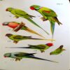 The Book Of Indian Birds