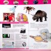 First Fun Encyclopedia