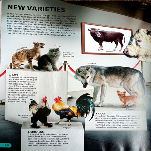 Wow Animal