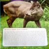 Children's Encyclopedia Amazing Facts