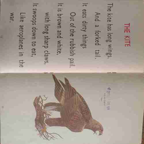 Our Birds