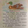 Our Birds