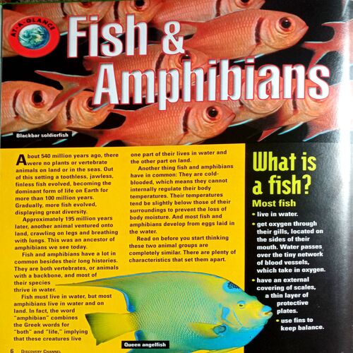 Universe, Animals & Earth Encyclopedia (Set Of 3 Books)