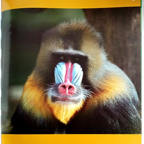 Monkeys Encyclopedia