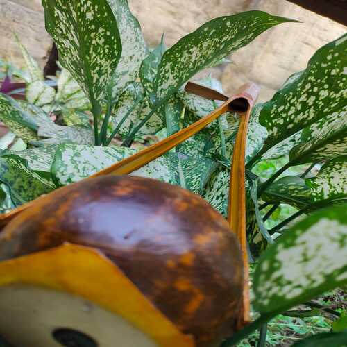 Yektara  ( Handmade Music Instrument )