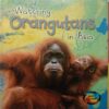 Watching Orangutans In Asia (Deborah Underwood)