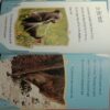 Watching Grizzly Bears in North America (Elizabeth Miles)