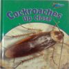 Cockroaches Up Close (By Robin Birch)