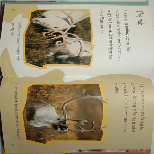 Watching Reindeer in Europe (By Elizabeth Miles)