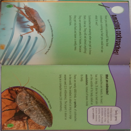 Cockroaches Up Close (By Robin Birch)