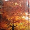 Photo Album (No. 1)