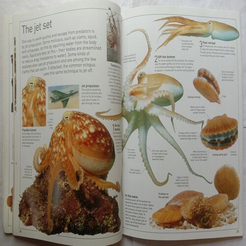 Eyewitness Ocean (Include Free Wallchart)