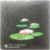 Jungle Me Ek Talab (By Uma Anand)