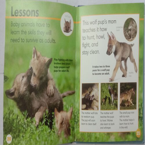 Animal Babies