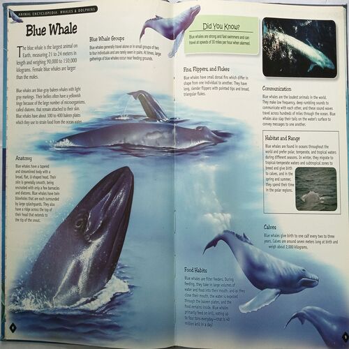 Animal Encyclopedia ( Whale & Dolphins )