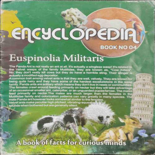Euspinolia militaris