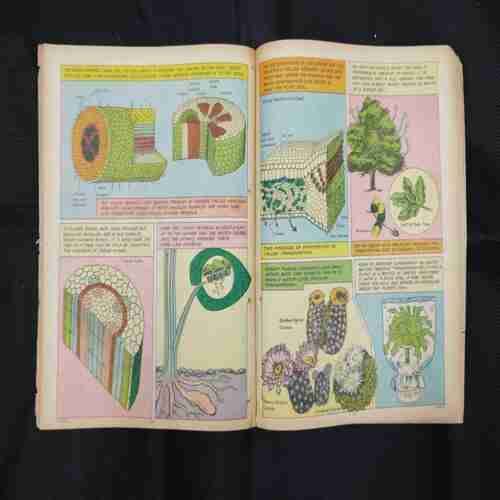 TINKLE (NO-121)
