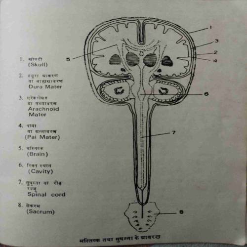 Mastishk (No. Of Pages - 50)