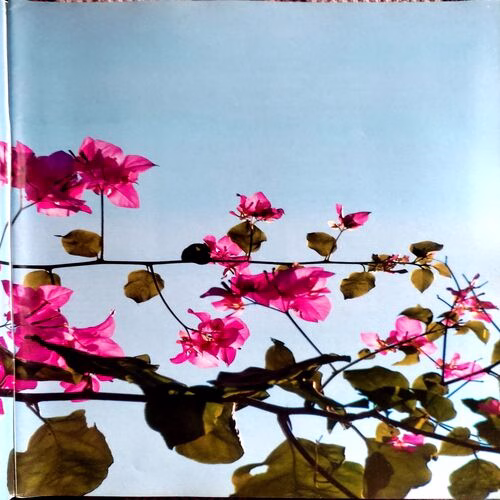 Osho Times (March 2009)