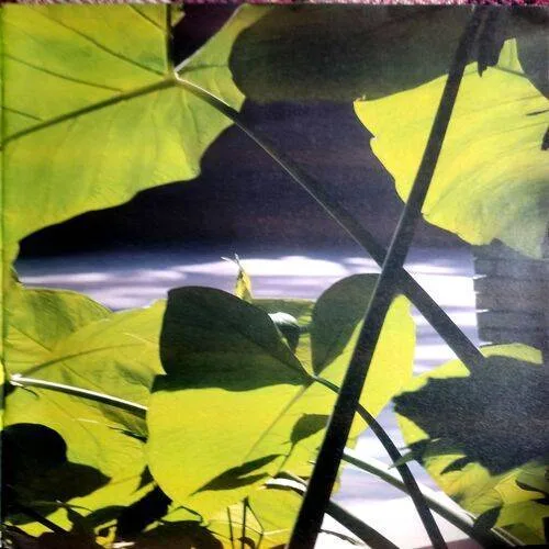 Osho Times (Feb 2006)