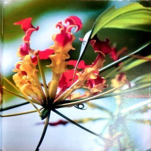Osho Times (May 2009)