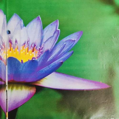 Yes Osho . Edition :- ( Nov - 2010 ) .
