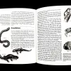 The World Of Animals .