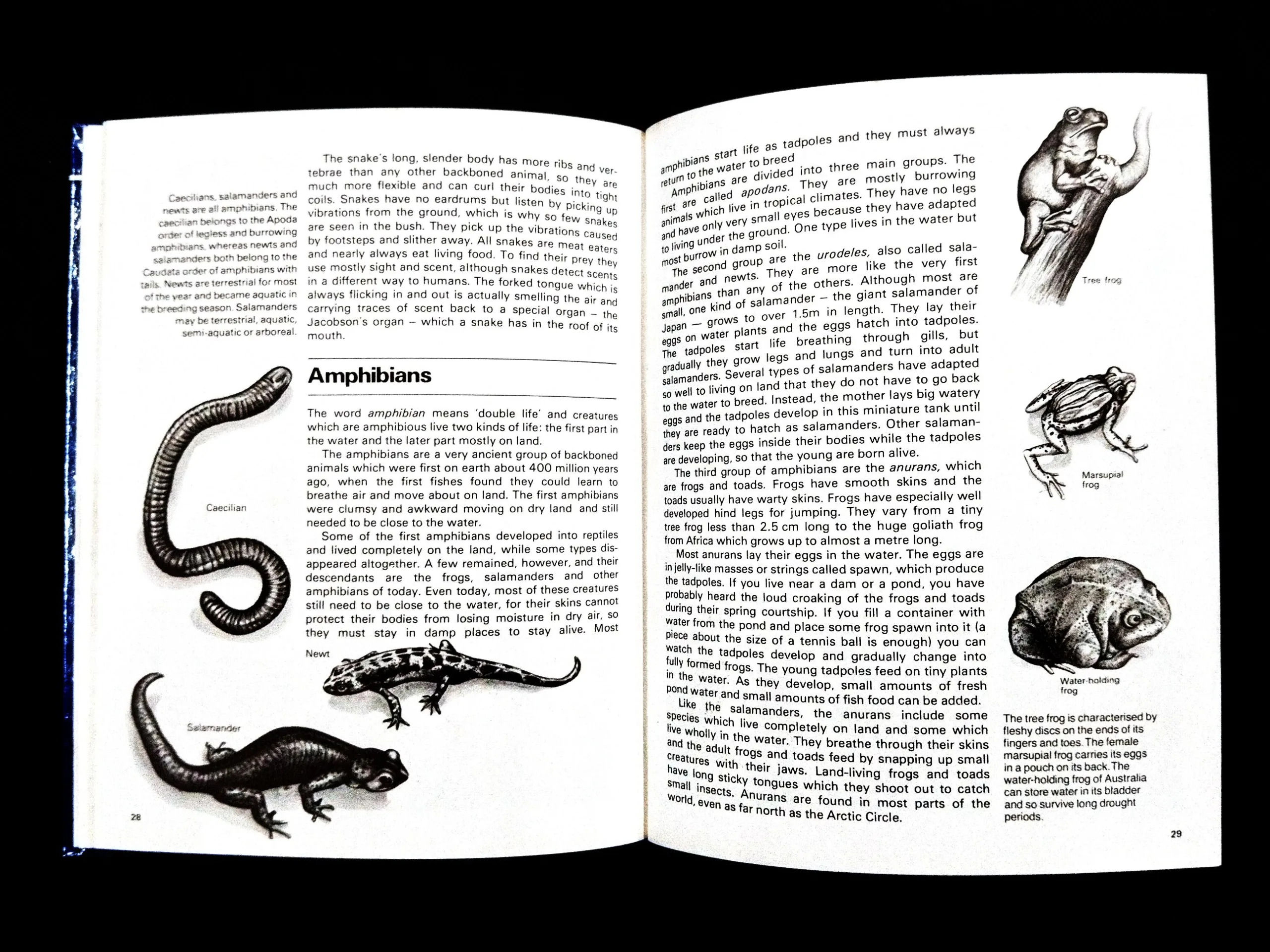 The World Of Animals .