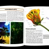The World Of Plants .