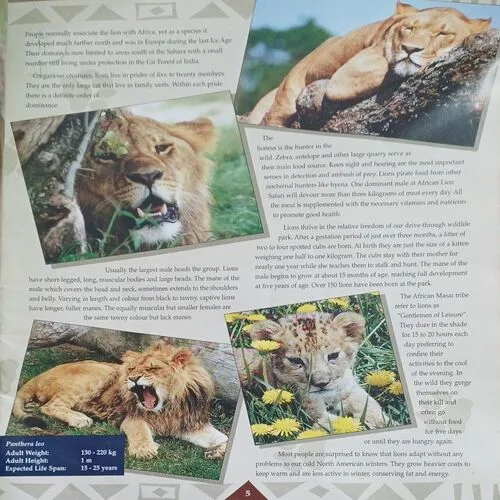 African Lion safari