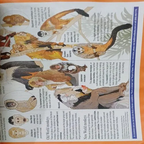 Geo Junior  ( No. of pages = 36 )