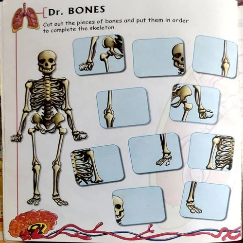 Human Body