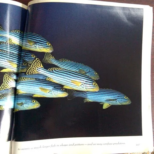 National Geographic  (March 1995) Vol.187, No.3