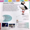My First Book Of Birds (No. of page 80)