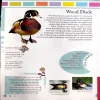 My First Book Of Birds (No. of page 80)