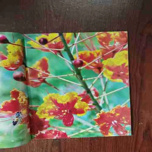 Document 6_77 Yes Osho ( November 2010 )