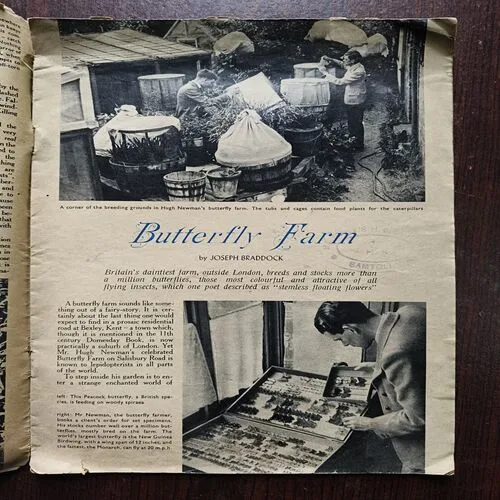 The Word ( August 1964 )