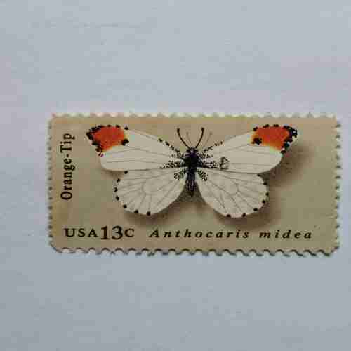 USA 13C , Anthocaris Midea , Orange- Tip