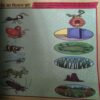 Champak ( 1st February 2023 )