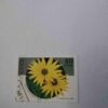 SAHARA OCC. R.A.S.D. 40PTAS POSTAGE, ARCTOTIS BREVISCAPA ( CORREOS 1994 ) STAMP