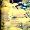 Document 42_116 Yass Osho (April 2016)