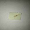 BANGLADESH 25P POSTAGE STAMP BANGLADESH 25P POSTAGE STAMP