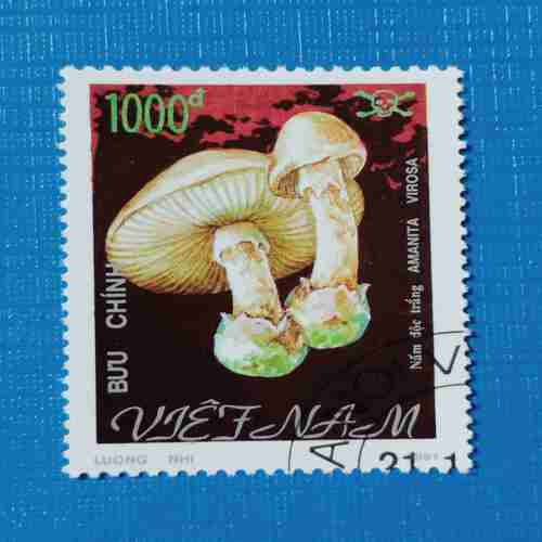 AMANITA VIROSA STAMP 1000d AMANITA VIROSA STAMP 1000d