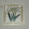 PANCRATIUM MARITIMUM 3CM PANCRATIUM MARITIMUM 3CM