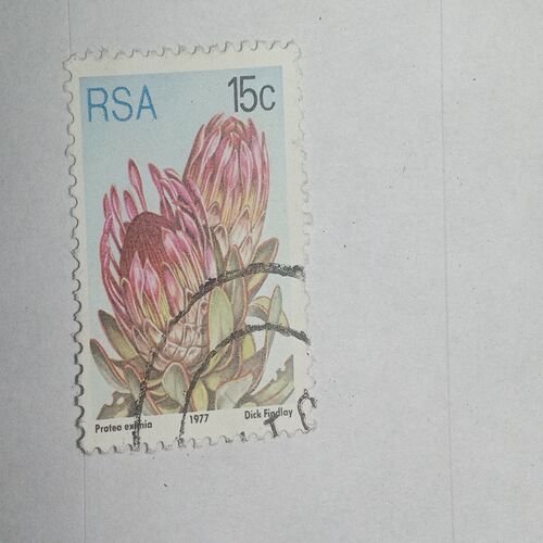 USED - RSA 15C PROTEA EXIMIA 1977 POSTAGE STAMP USED - RSA 15C PROTEA EXIMIA 1977 POSTAGE STAMP