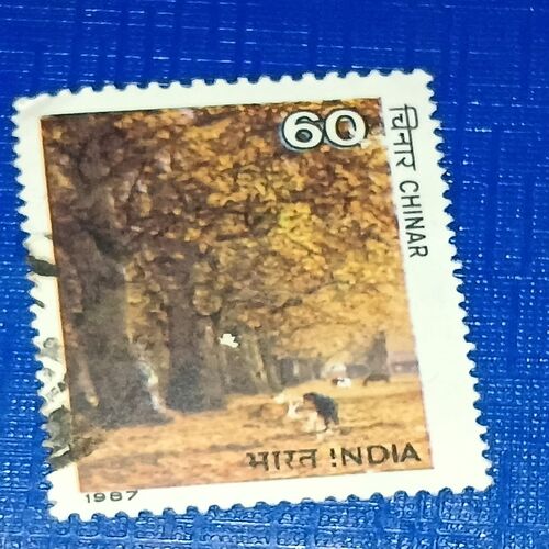 INDIA 60, CHINAR POSTAGE STAMP INDIA 60, CHINAR POSTAGE STAMP
