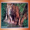 Document 72_16 Puri Konark & Bhubhneshwar Picture Book